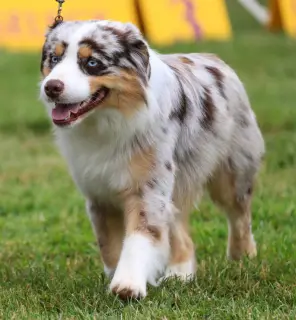 Miniature American Shepherd
