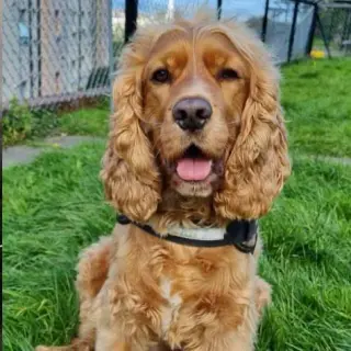 English Cocker Spaniel