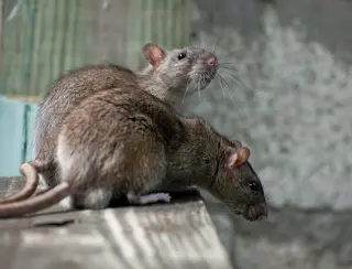 Rats