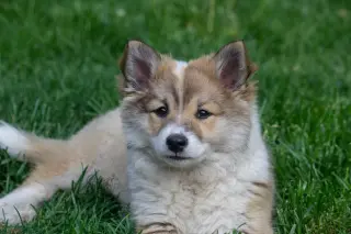Icelandic Sheepdog