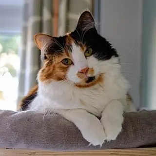 Calico