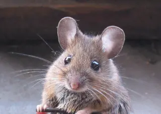 Mice