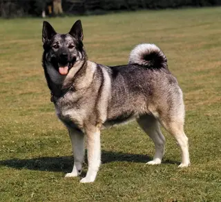 Norwegian Elkhound