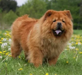 Chow Chow