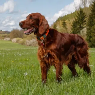 Irish Setter