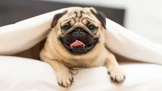 Pug