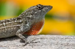 Lizards