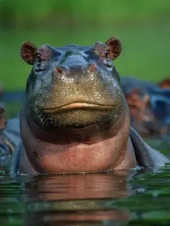 Hippos