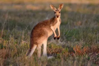 Kangaroos
