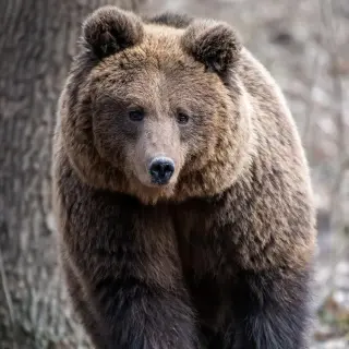 Bears