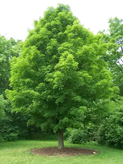 Maple