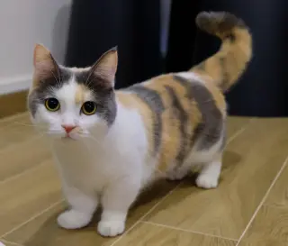 Munchkin
