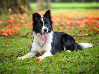 Border Collie