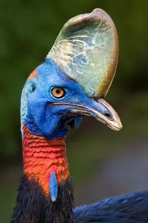 Cassowaries