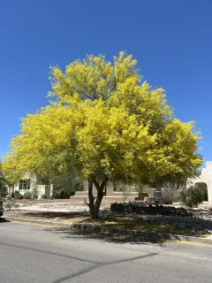 Palo Verde