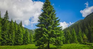 Pine Trees