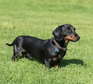 Dachshund