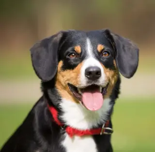 Entlebucher Mountain Dog