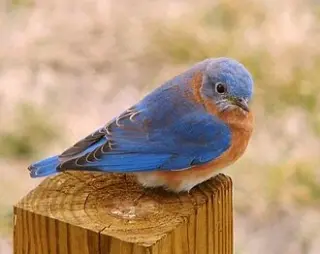 Bluebirds