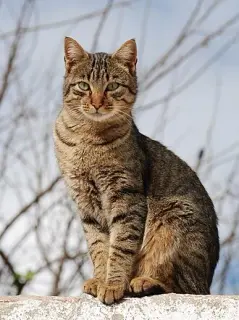 Tabby
