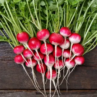 Radishes