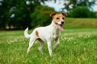 Jack Russell Terrier