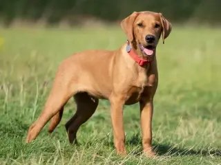 Labrador Retriever