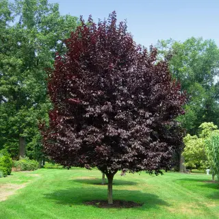 Purple Leaf Plum