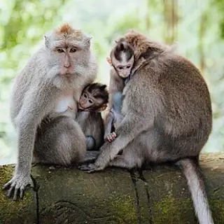 Monkeys