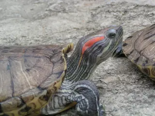 Turtles