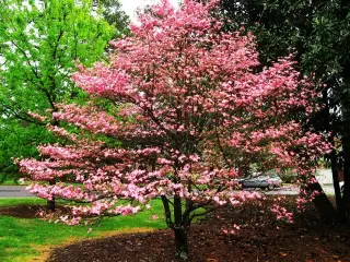 Red Dogwood