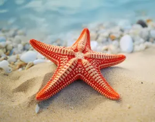 Starfish