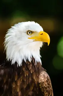 Bald Eagles