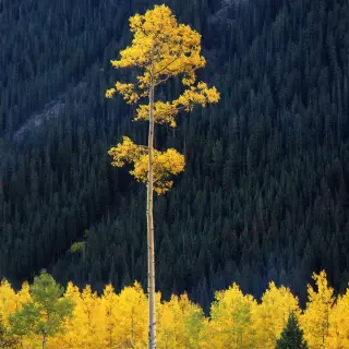 Aspen
